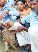 An elderly person displays the carcass of the pangolin which was crushed to death under a speeding truck at Mand village.