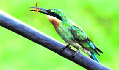 A bird with a yellow wasp in its beak in Dehradun.