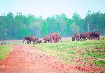 Two elephant herds on the broad flood plains of the Kabini river