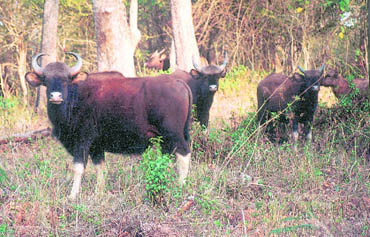  A group of gaur or Indian bison spotted at the edge of jungle