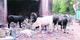 Garbage dump adjacent to the old building of Division No. 8 police station.
