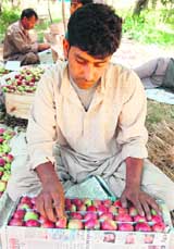 An orchadist packs apples before sending them to the market