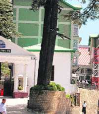 Impervious surface up to tree trunks at the Vidhan Sabha complex.