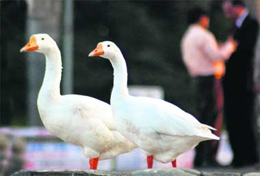  Ducks add to the beauty of Sukhna Lake in Chandigarh.