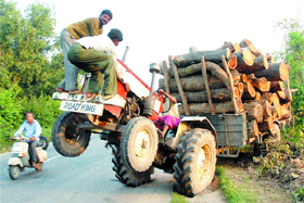 The front wheels of a tractor-trailer carrying axed trees get lifted on the GT Road near Phagwara.