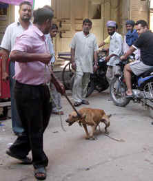 A Municipal Corporation employee catches a stray dog in Amritsar. 