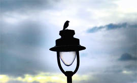 A bird perched atop a lamp post in Chandigarh after the Friday evening drizzle.