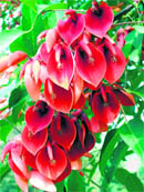 Creation of the Creator Himself, the eternally beautiful Erythrina crista galli.