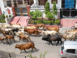Cattle wandering on the streets of Vishal Nagar in Bathinda. 