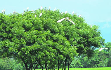 Its relaxation time for Egrets sitting atop a tree as it finally turned sunny after three days of continuous rain.