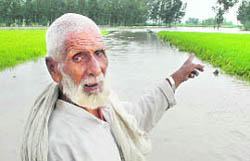 Rashid Ahmed of Gorhpur Tapu village points towards his damaged crop