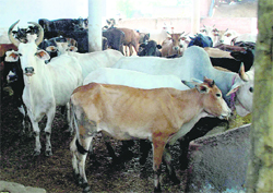  A view of cattle yard in Bassi Pathana.