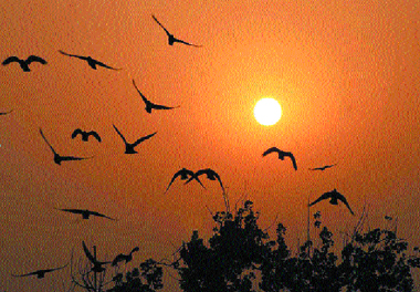 Birds leave their nests early in the morning in search of food in Jalandhar.