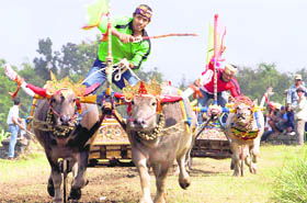 Men take part in a buffalo race in Jembrana on the island of Bali on Sunday.