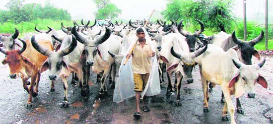 BACK TO HOME ON A RAINY DAY: A youth with his herd of cattle caught in rain near Paatli village in Gurgaon district