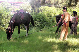 Policemen graze their horses on the Panjab University campus in Chandigarh on Tuesday.