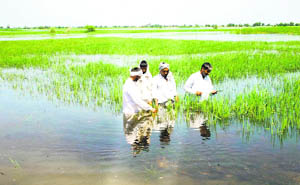 Farmers take stock of their flattened crop in Majra village of Jhajjar district. 