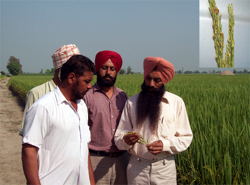 Agriculture experts inspecting the impact of false smut disease on paddy crop at village Chuharchak in Moga district on Friday. (inset) affected ear (munjar) of paddy crop. 