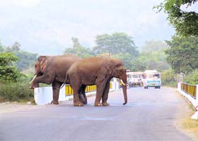 Elephants block traffic on the Rishikesh-Haridwar highway