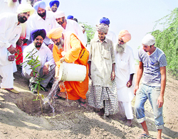 Environmentalist Balbir Singh Seechewal waters a sapling planted along the Sutlej embankment at Melak Kangan village in Moga district on Saturday.