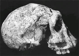 One of the skulls discovered in Georgia, which are believed to date back 1.8 million years