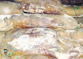 Rice rotting in gunny bags after being sprayed with water to increase its weight at warehouse godowns in Jagraon