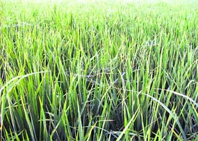 Cobweb in a paddy field near Ahmedgarh
