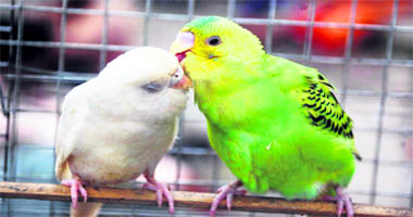 Two parakeets in a playful mood in a cage in Dehradun.