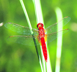 A red dragonfly against a green backdrop makes for a perfect picture.