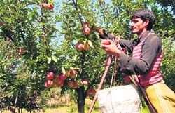 A grower plucks apples in his orchard.