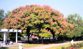 Trees and plants do their bit to beautify the earth by changing colour with seasons, writes SATISH NARULA