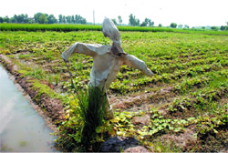 Scarecrows, once part of village traditions, are gradually on their way out in Punjab fields