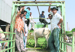 Members of the Sant Shree Asaramji Gaushala Trust during a cattle collection drive in Ludhiana