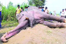 The elephant that was electrocuted in a sugarcane field in Haridwar. 