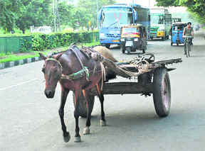 A horse cart let lose on Dakshin Marg in Chandigarh.