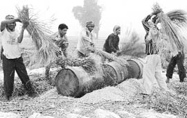 Labourers engaged in post-paddy harvesting operation at Bhankarpur near Dera Bassi.
