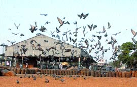 Pegions have grain feast at Dana Mandi in Jalandhar.