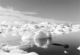 A seal swims by icebergs off the British Antarctic Survey's Rothera base in this January 23, 2009 file photo