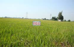A demonstration plot for direct sowing of paddy has shown good results at village Talwandi Bhagerian in Moga district.