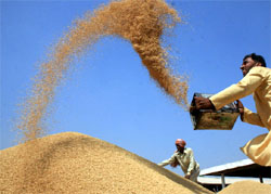 Paddy farmers drying up their produce to ensure that it meets the limits of moisture content permitted by government agencies at Bathinda grain market.