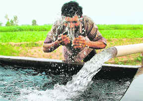 A farmer makes the most of a tube well on an unusually warm October morning in Mohali. 