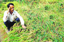 A farmer taking stock of the damage to paddy crop caused due to hailstorm that hit the area on Saturday night.