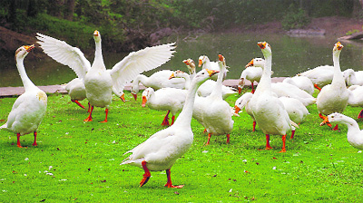 On the Word Animal Day, geese enjoy cloudy weather at a zoo in Chhat village near Dera Bassi on Sunday.