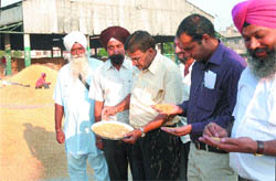 Procurement officials check moisture in paddy of a farmer at the Grain Market in Jalandhar on Tuesday.