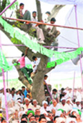 Young supporters of the INLD atop a tree during a rally of Ajay Chautala in Narwana