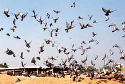Birds feast on the paddy awaiting procurement at the grain market in Bathinda