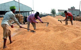 Labourers spread paddy in order to dry it at Kartarpur grain market on Thursday.