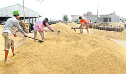 Heaps of paddy lie in the Kartarpur grain market
