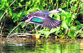 A migratory bird on the banks of Sukhna Lake seems to be announcing the onset of winters, in Chandigarh on Saturday.