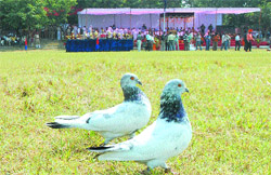 A pair of pigeons that came down on the ground after hovering for 20 minutes when DGP P.S. Gill released them at a function at PAP Ground in Jalandhar